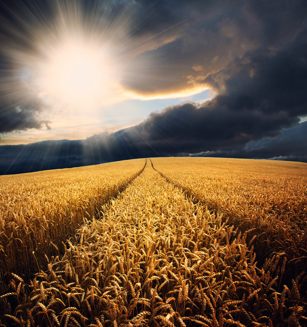 Wheat field at sunset